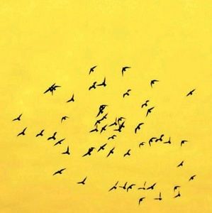 Meet your Posher, Wyatt